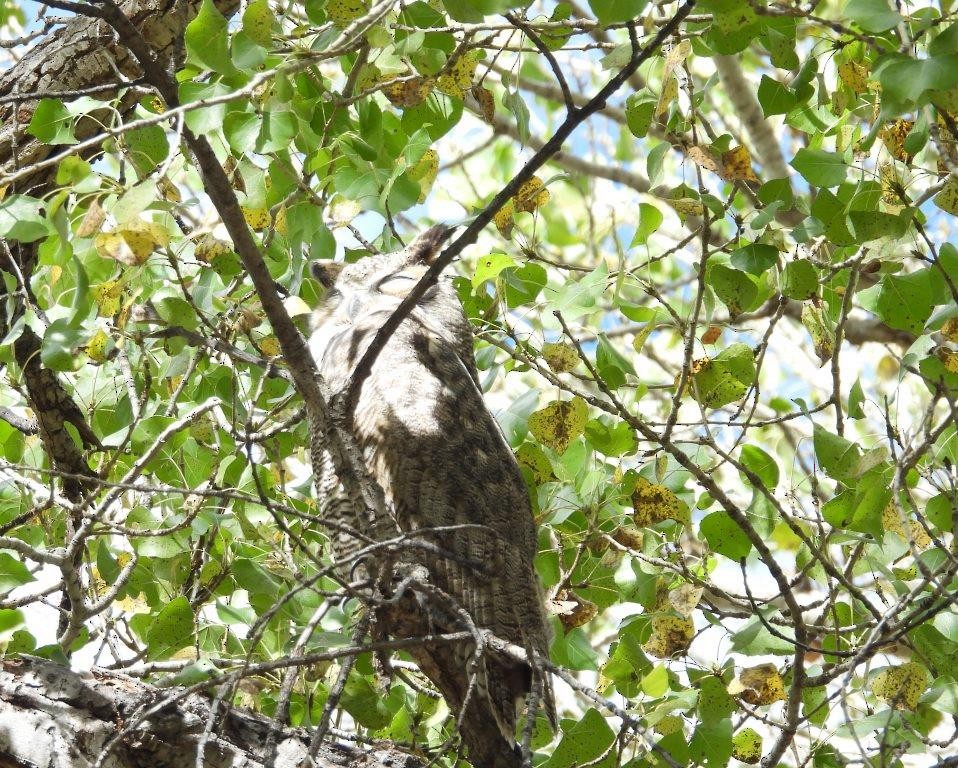 Great Horned Owl - ML503292361