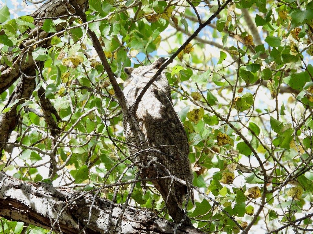 Great Horned Owl - ML503292371