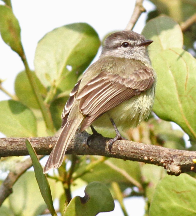 Sooty-headed Tyrannulet - ML50329241