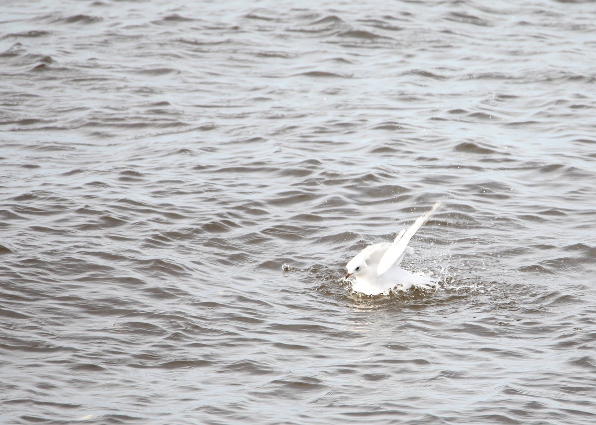 Mediterranean Gull - Gaëtan Canon