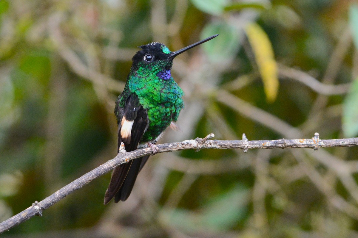 Buff-winged Starfrontlet - David Hollie