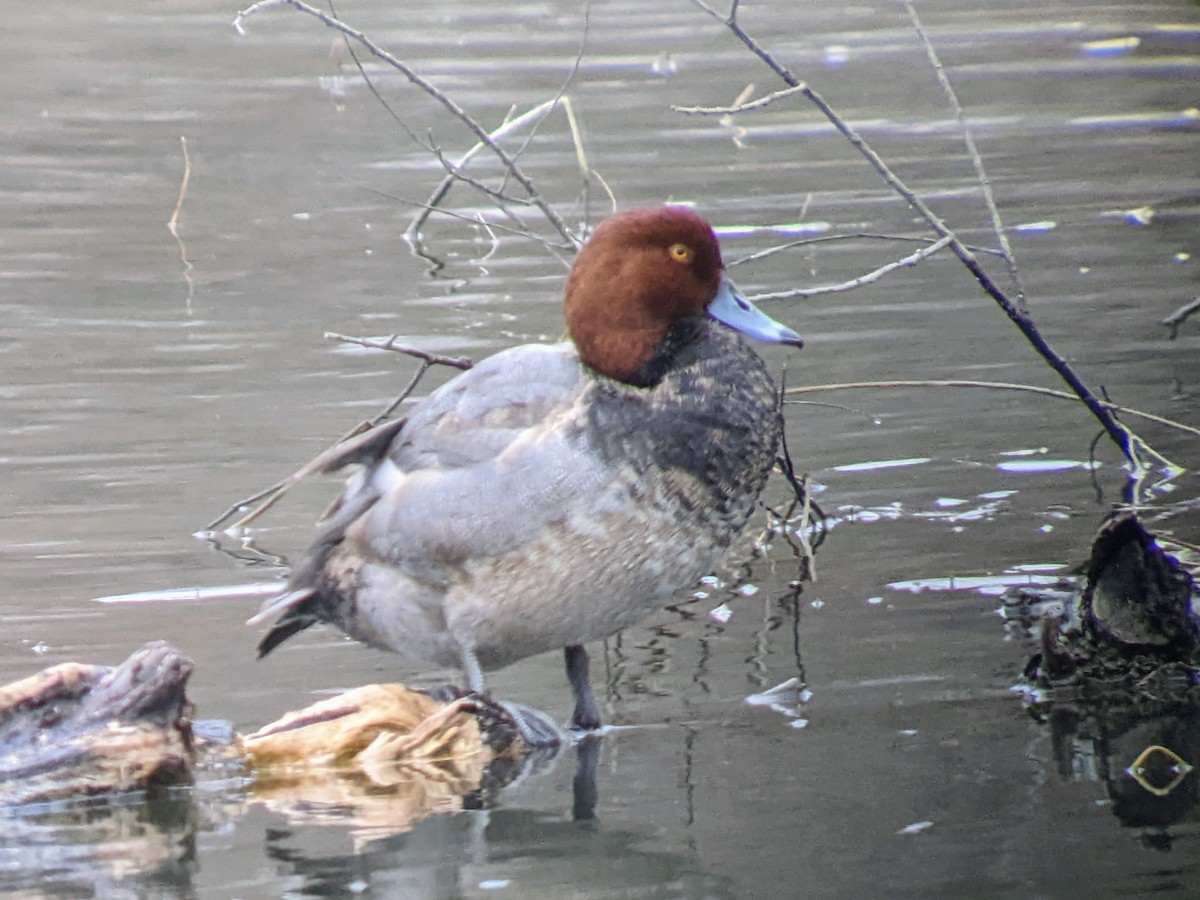 Redhead - Richard Stanton