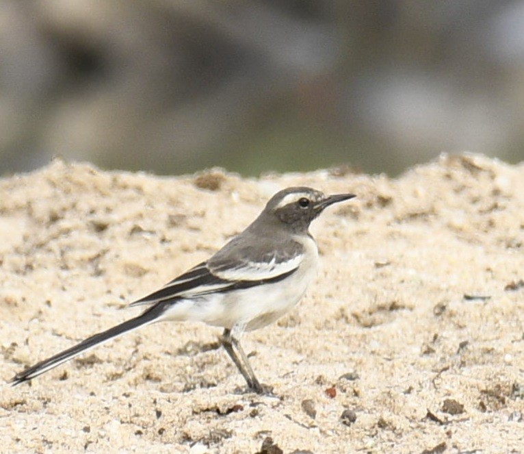 White-browed Wagtail - Mahendra Hegde