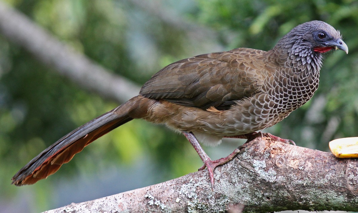 Colombian Chachalaca - Larry Sirvio
