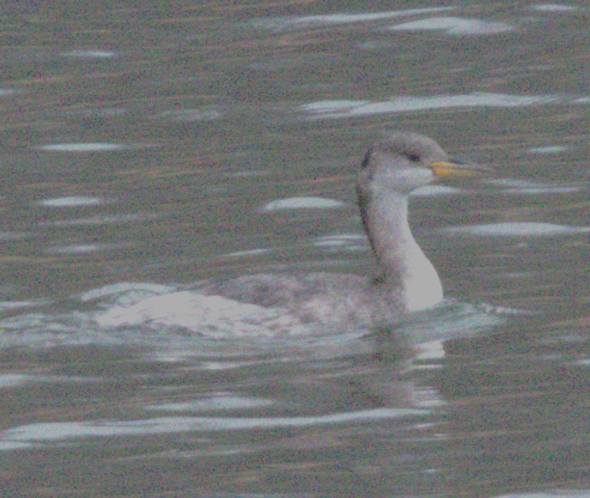 Red-necked Grebe - ML503296341