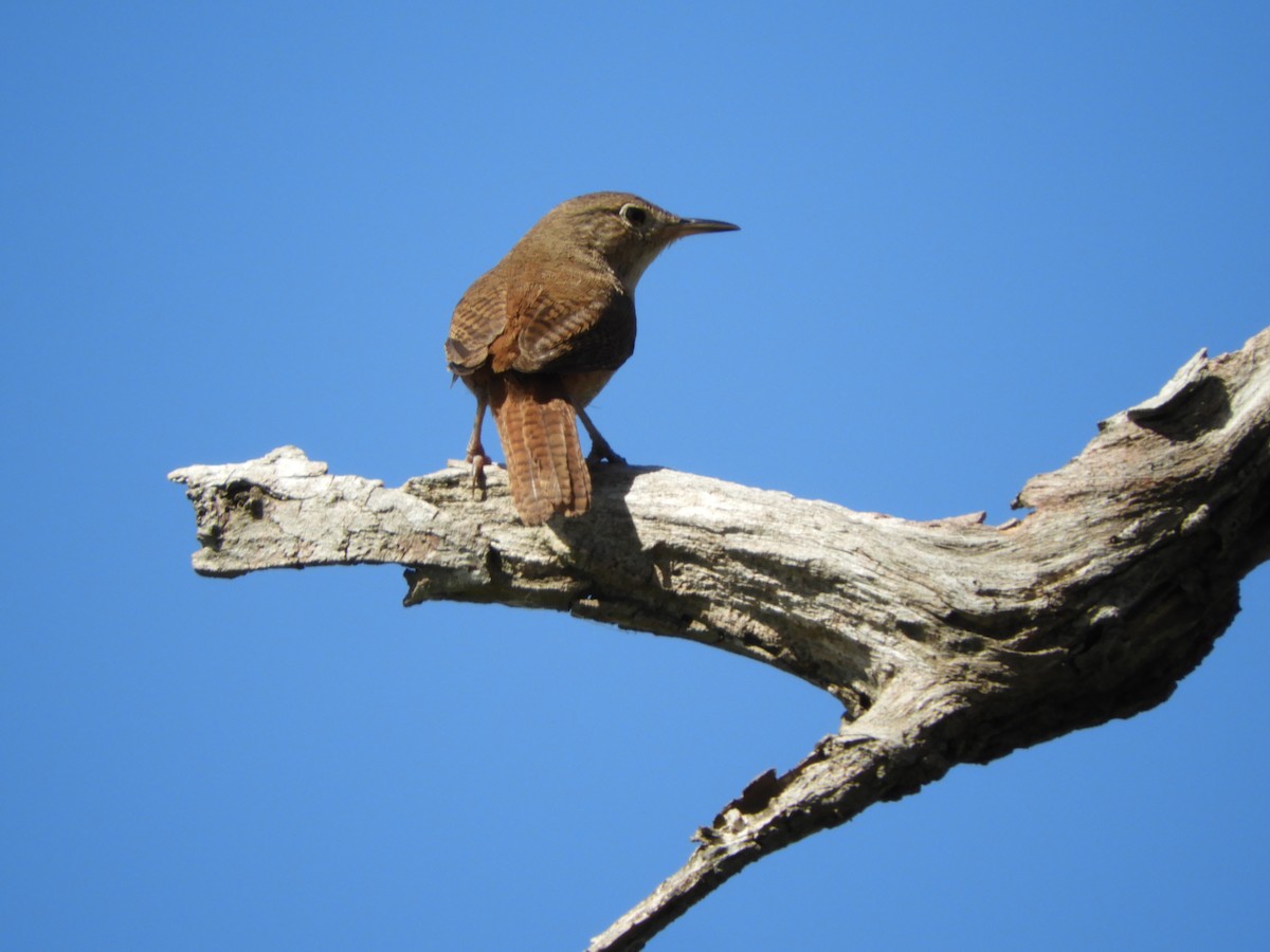 House Wren - Silvia Enggist