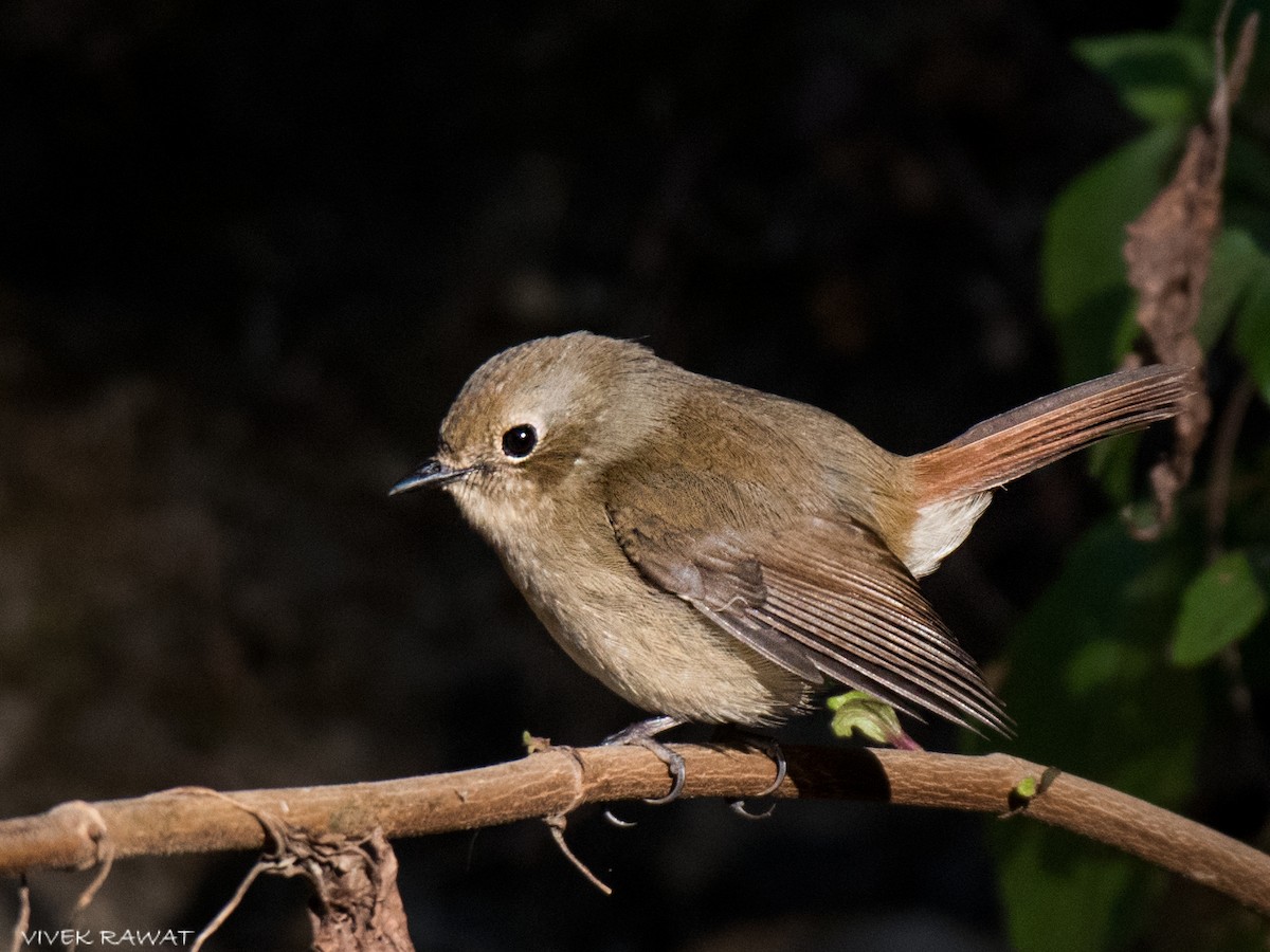 Slaty-blue Flycatcher - Vivek Rawat