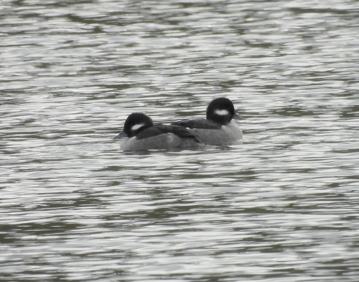 Bufflehead - Jenny Young