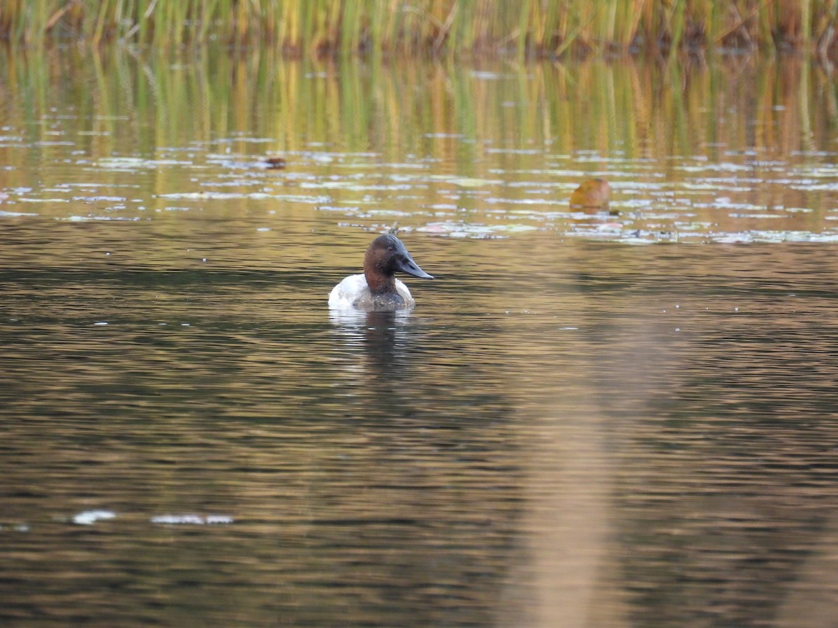 Canvasback - ML503299451