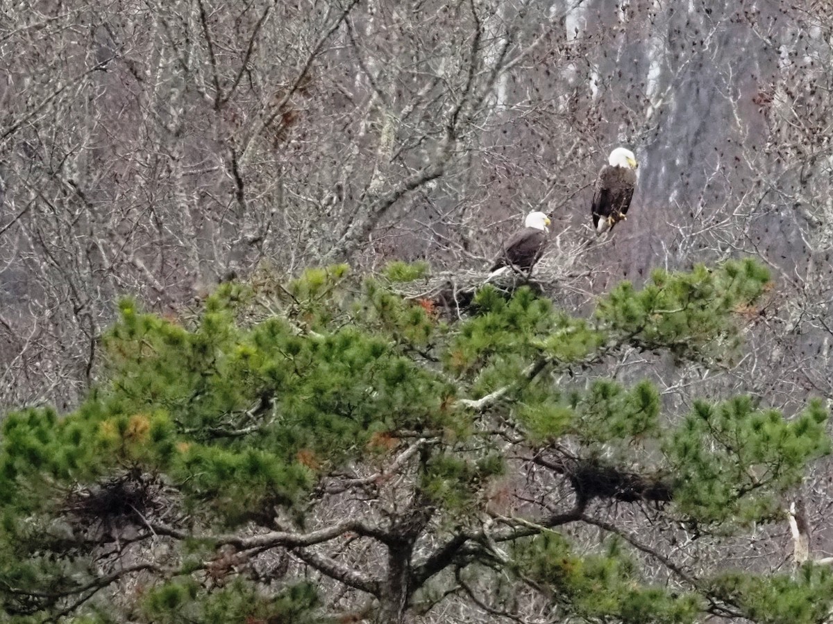 Bald Eagle - ML503299781