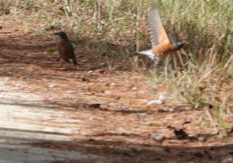 American Robin - ML503301231