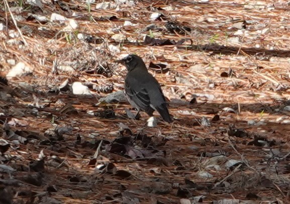 American Robin - ML503301261