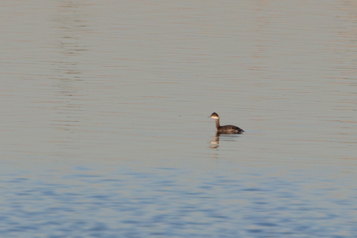 Eared Grebe - ML503303211