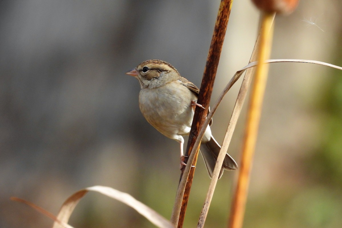 Chipping Sparrow - ML503304441