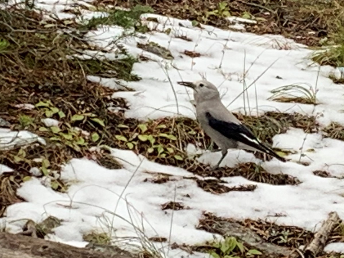 Clark's Nutcracker - ML503305621