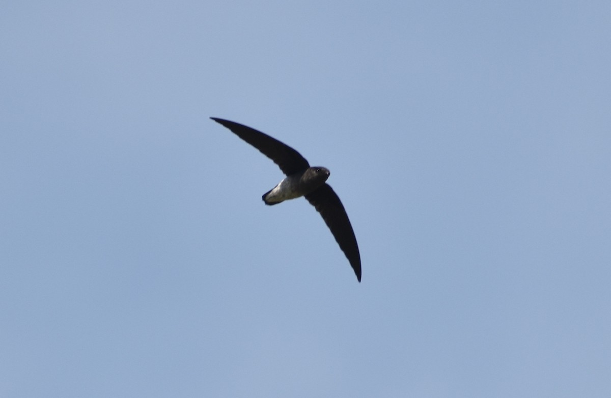 White-rumped Spinetail - ML503306601