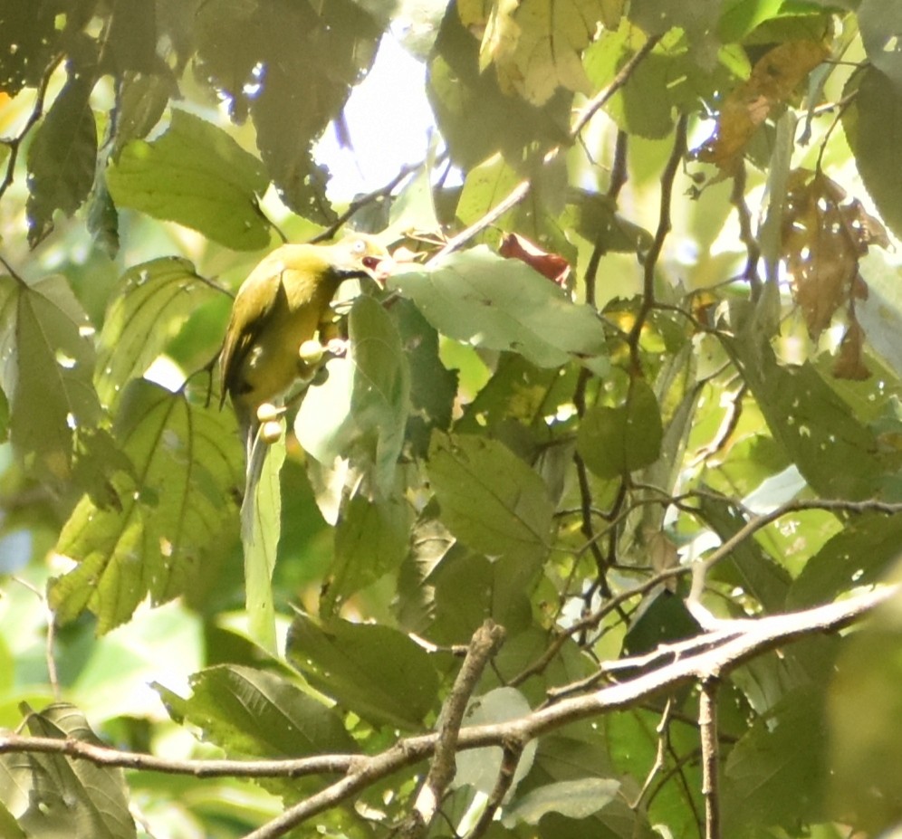 Gray-headed Bulbul - ML503306901