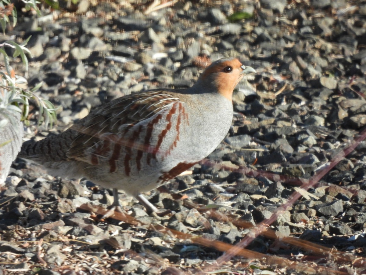 eBird Checklist - 13 Nov 2022 - Home - Parkridge Dr. Avimor - 6 species