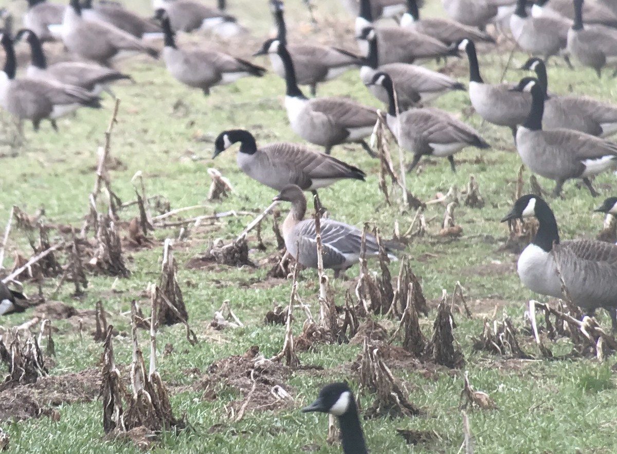 Pink-footed Goose - ML50330821