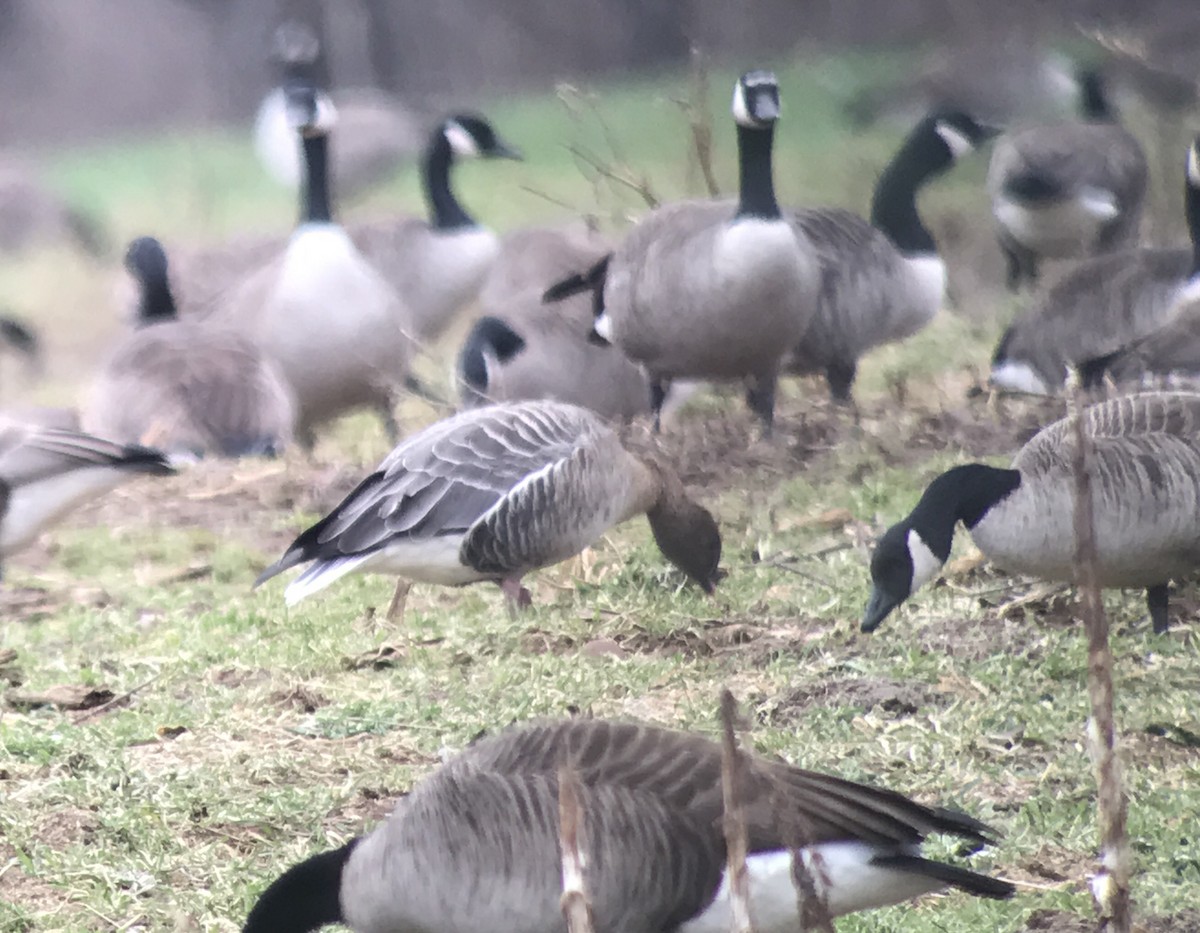 Pink-footed Goose - ML50330831