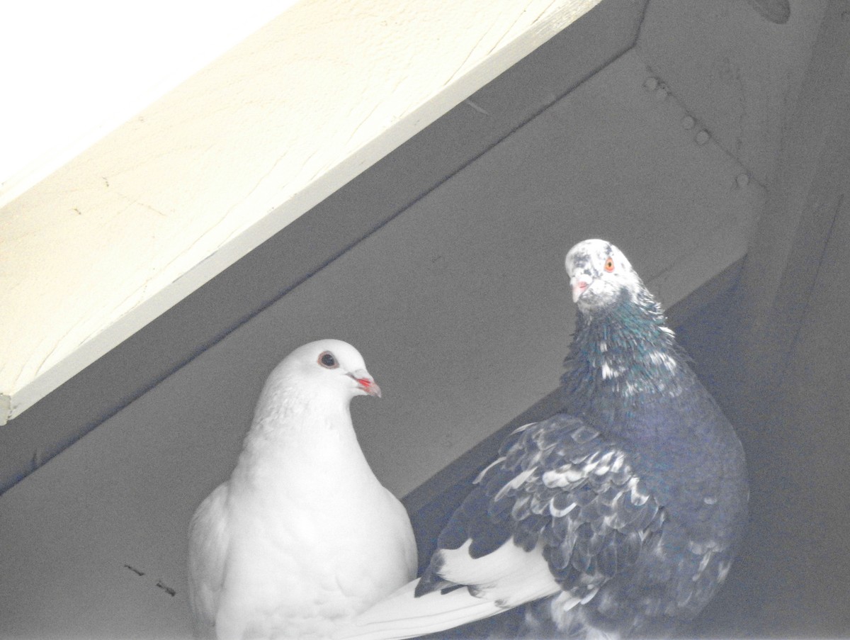 Сизый голубь (Одомашненного типа) - ML503308511
