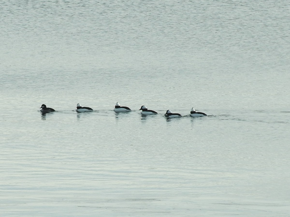 Bufflehead - Vahe Bedian