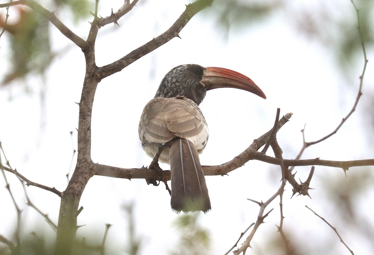 Monteiro's Hornbill - Wayne Paes