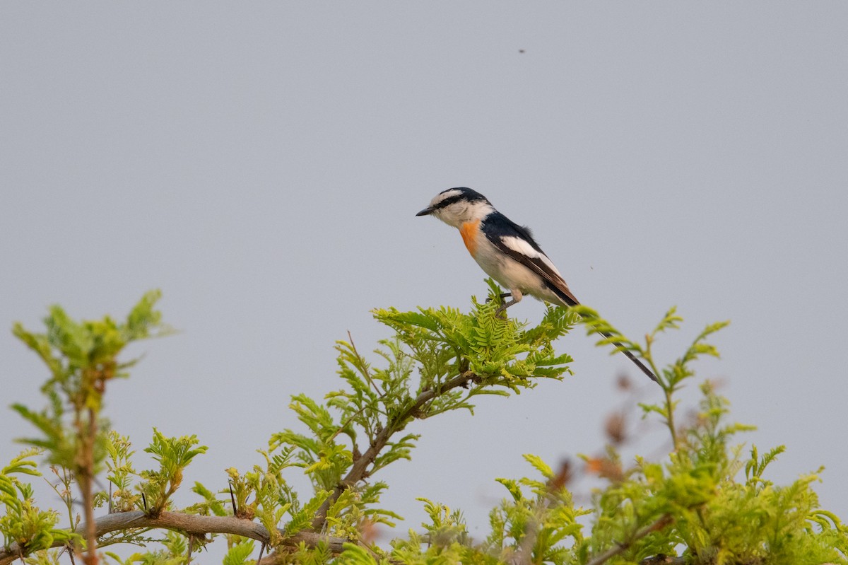 Jerdon's Minivet - ML503309541