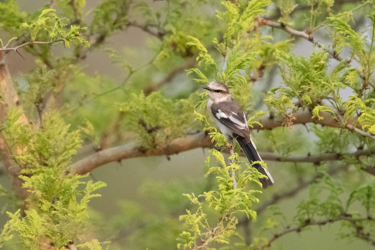 Minivet de Jerdon - ML503309551