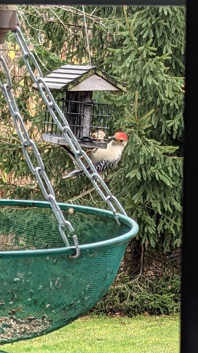 Red-bellied Woodpecker - ML503309621