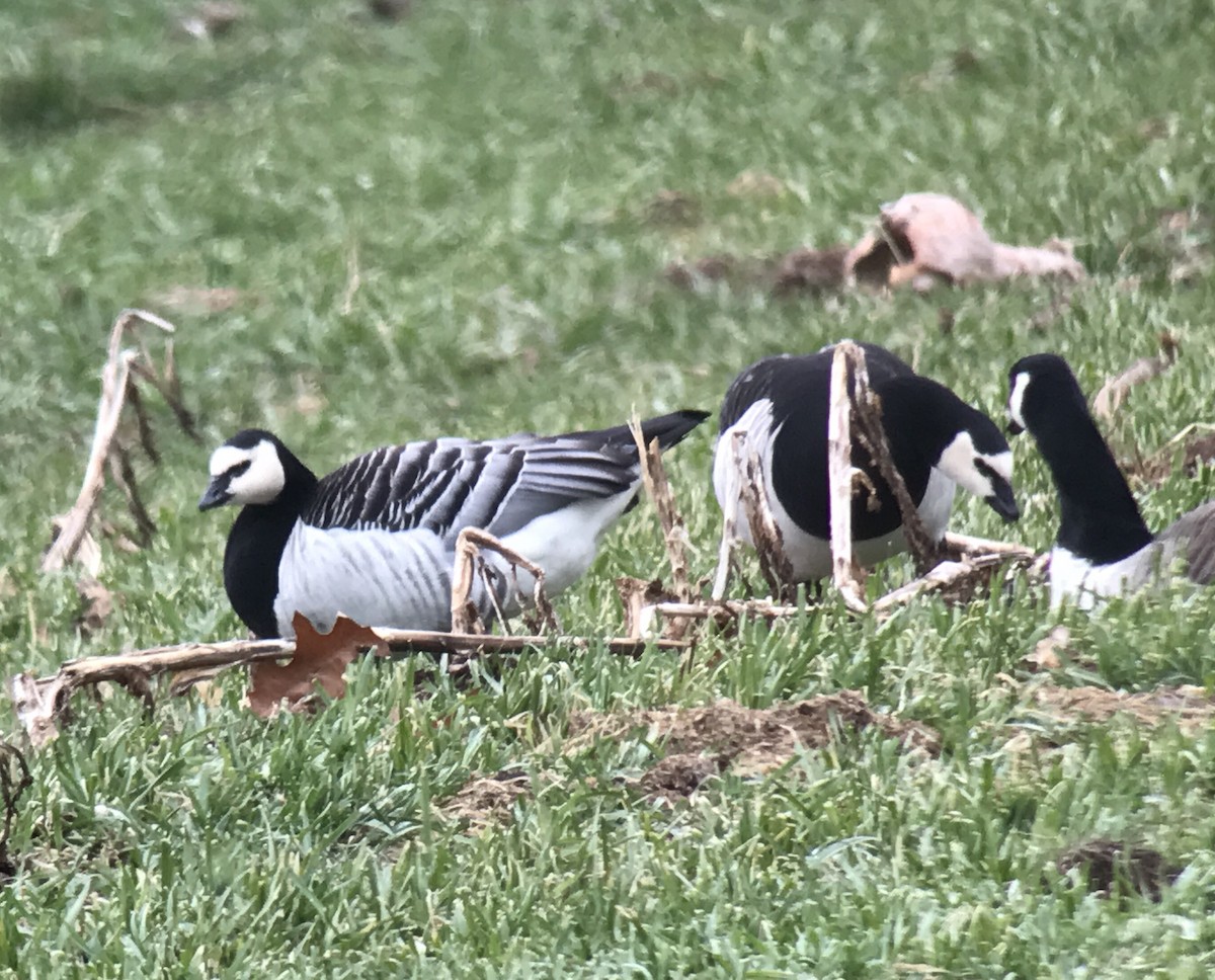 Barnacle Goose - ML50330991