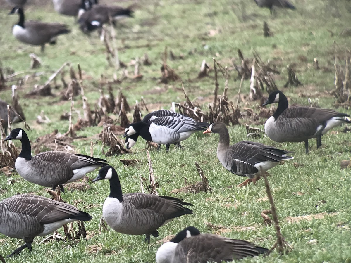 Barnacle Goose - ML50331011