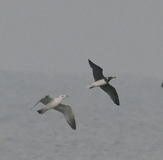 Sooty Gull - ML503311261