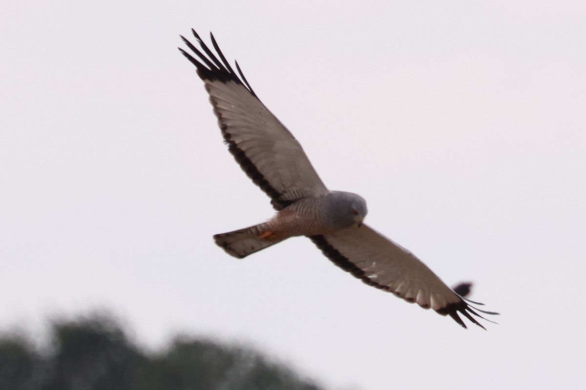 Cinereous Harrier - Robert Hagen