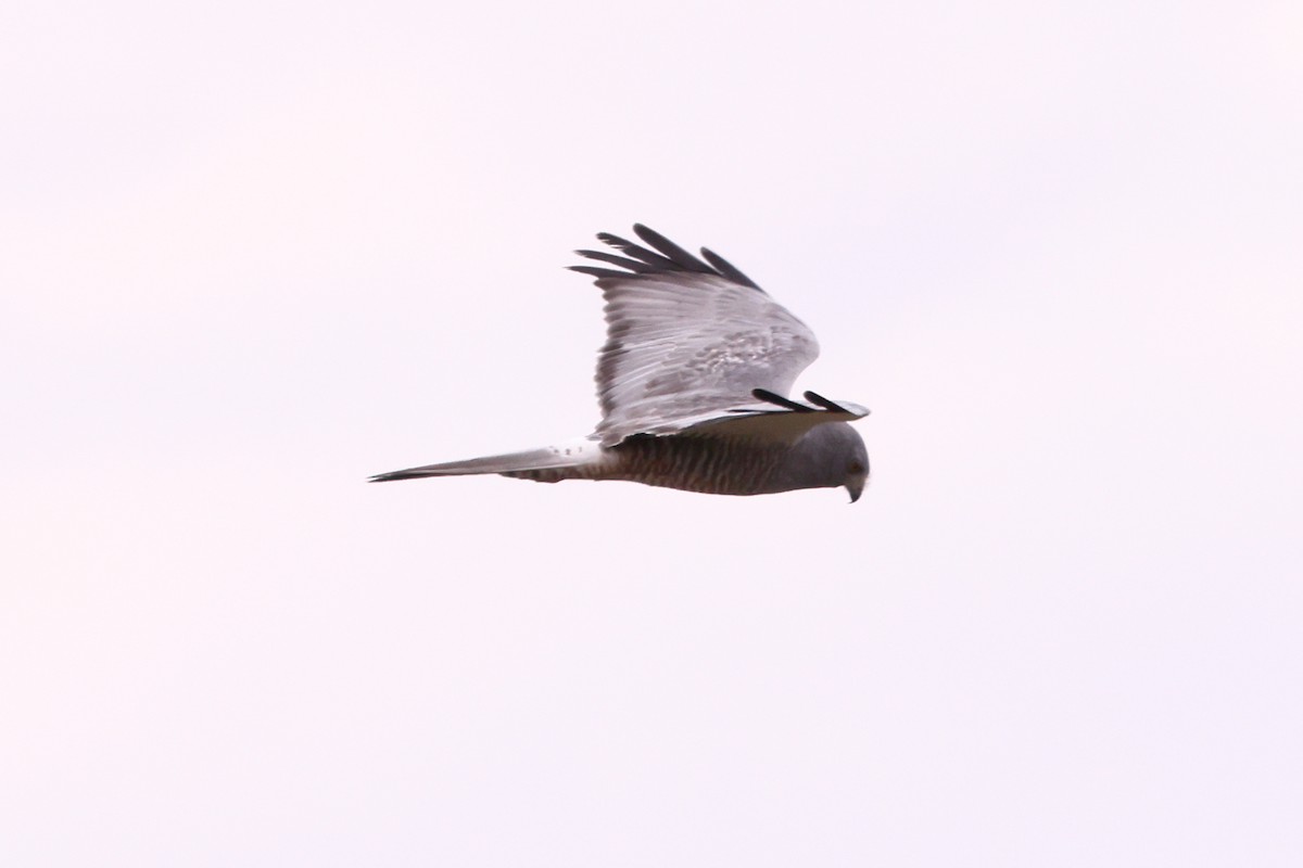 Cinereous Harrier - Robert Hagen