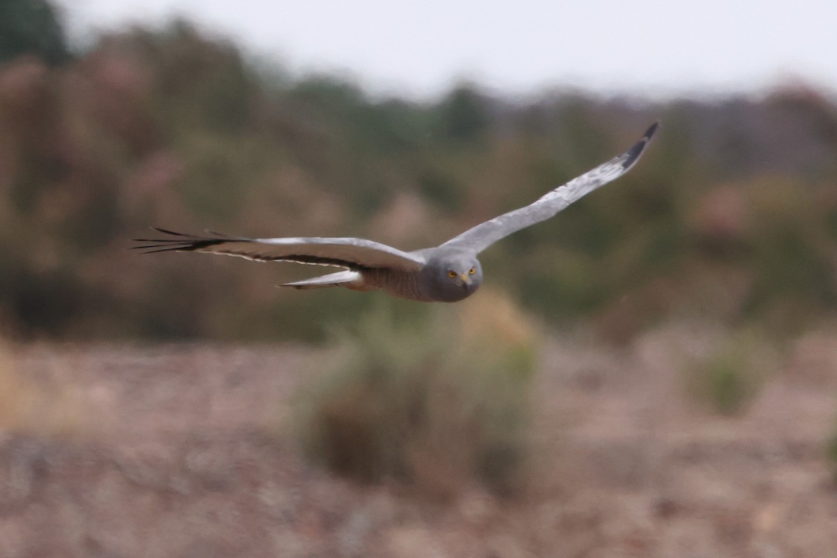 Cinereous Harrier - Robert Hagen