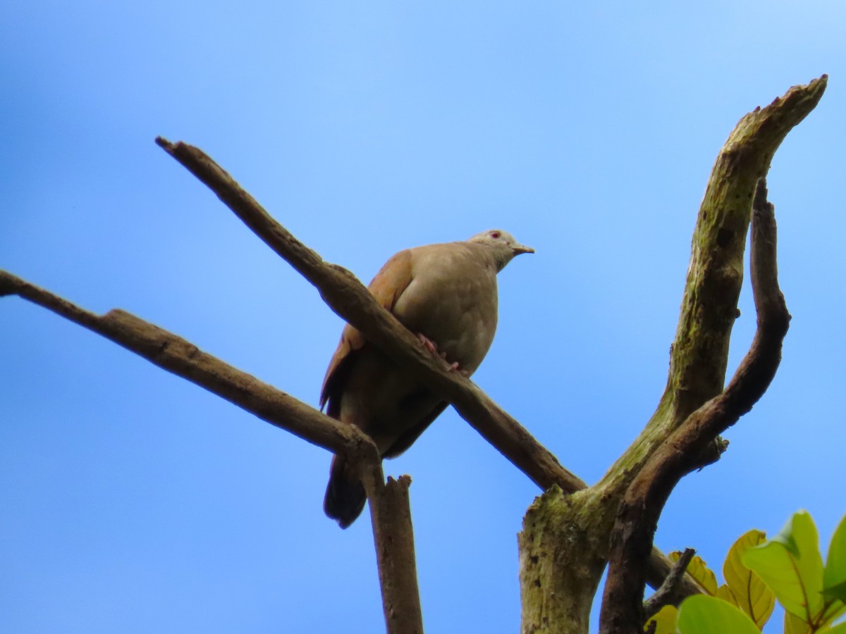 Ruddy Ground Dove - ML503312731