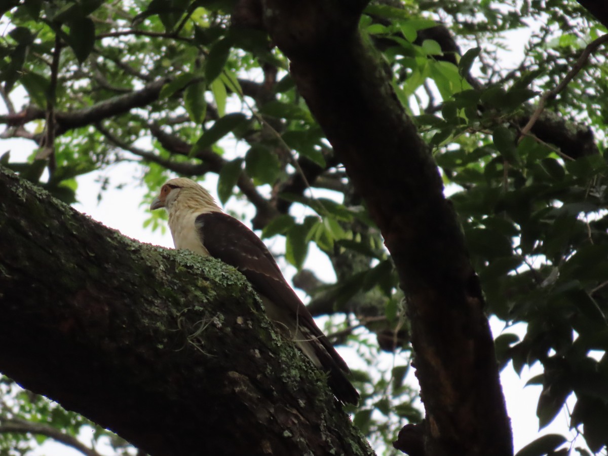 Caracara à tête jaune - ML503312781