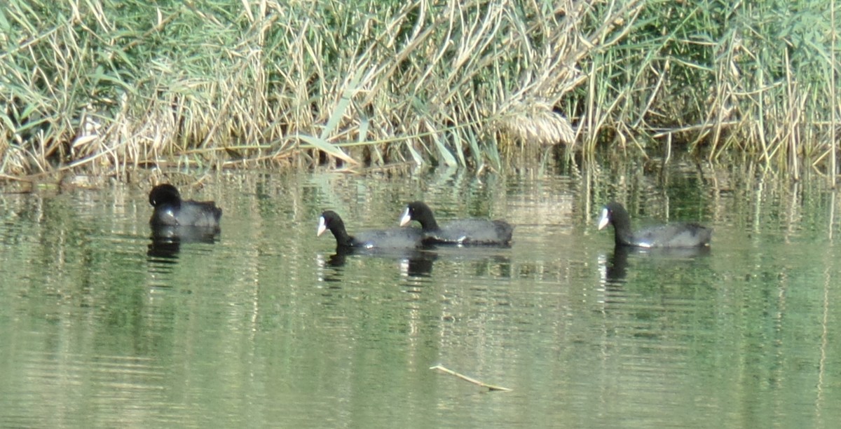 Eurasian Coot - ML503313871