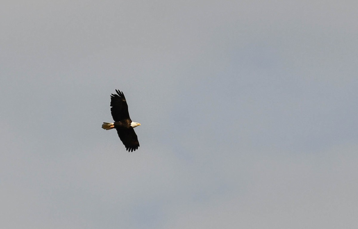 Weißkopf-Seeadler - ML503314371