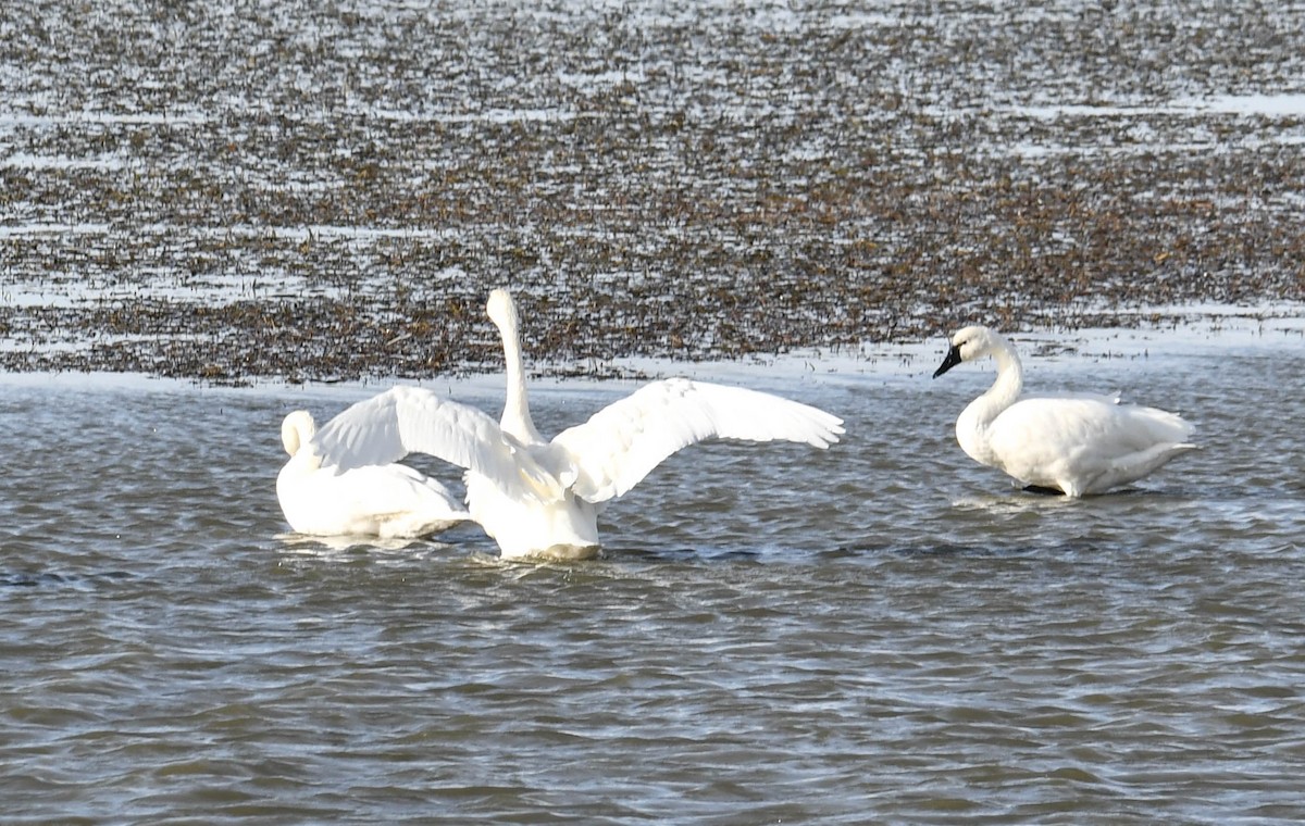 Cygne siffleur - ML503315461