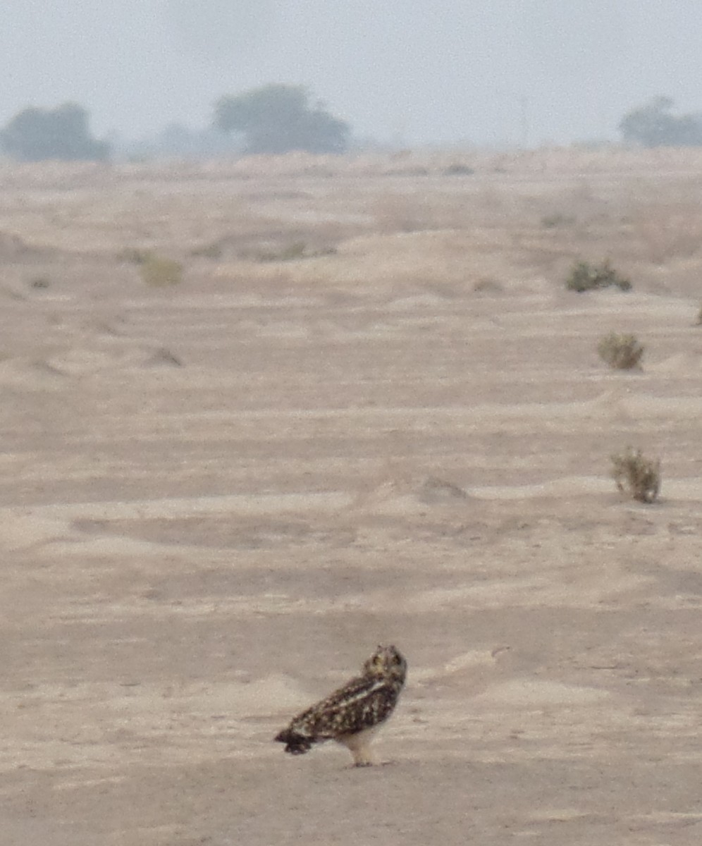 Short-eared Owl - ahmad mohammadi ravesh