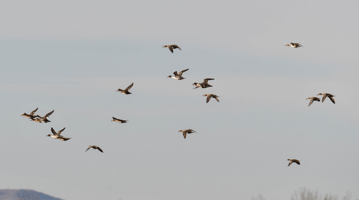 Northern Pintail - ML503315711