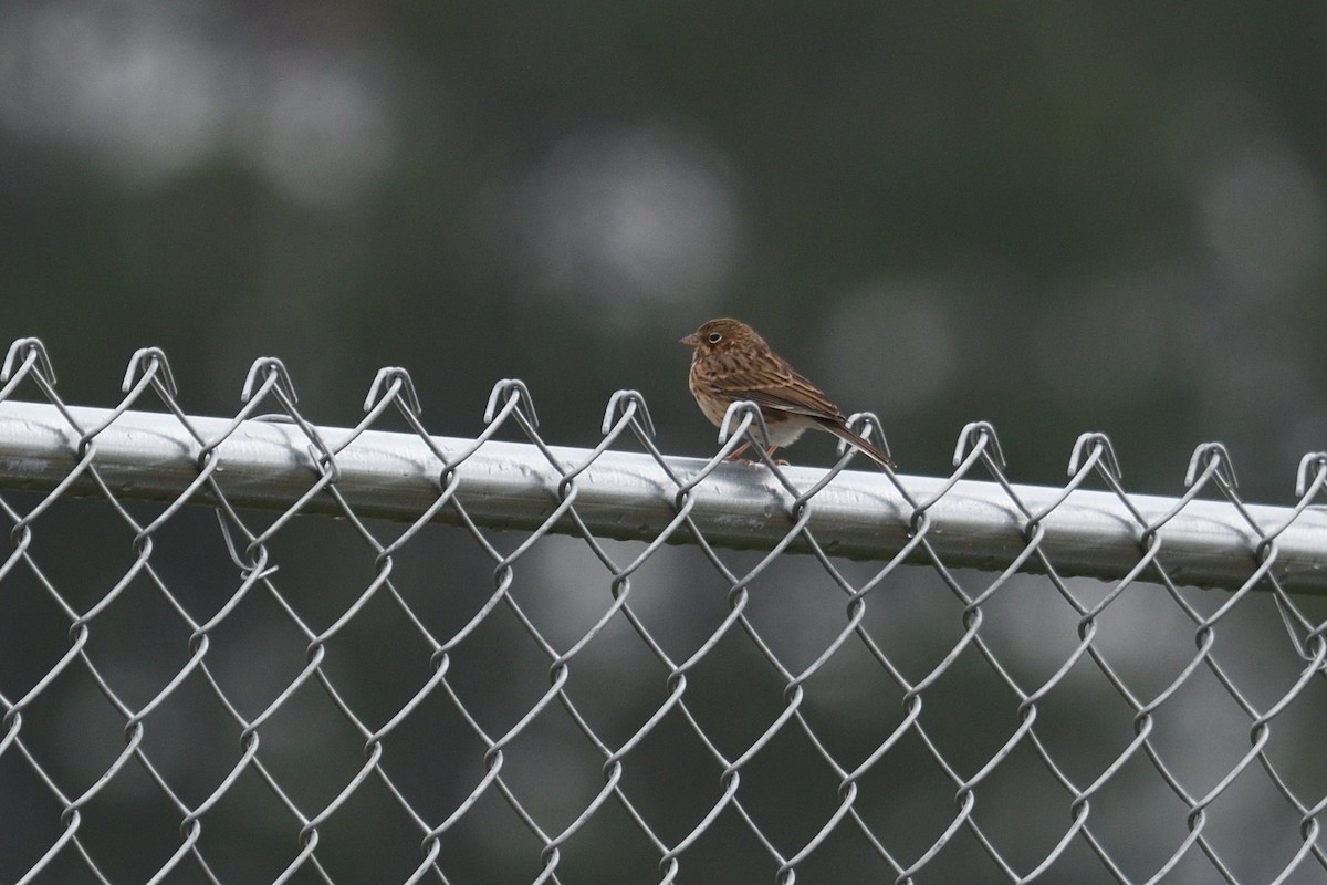 Vesper Sparrow - ML503316071