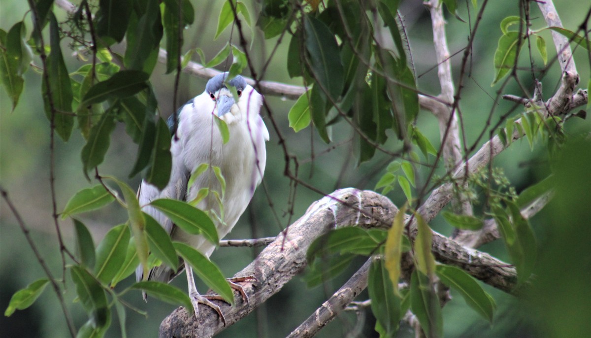 Black-crowned Night Heron - Jon. Anderson