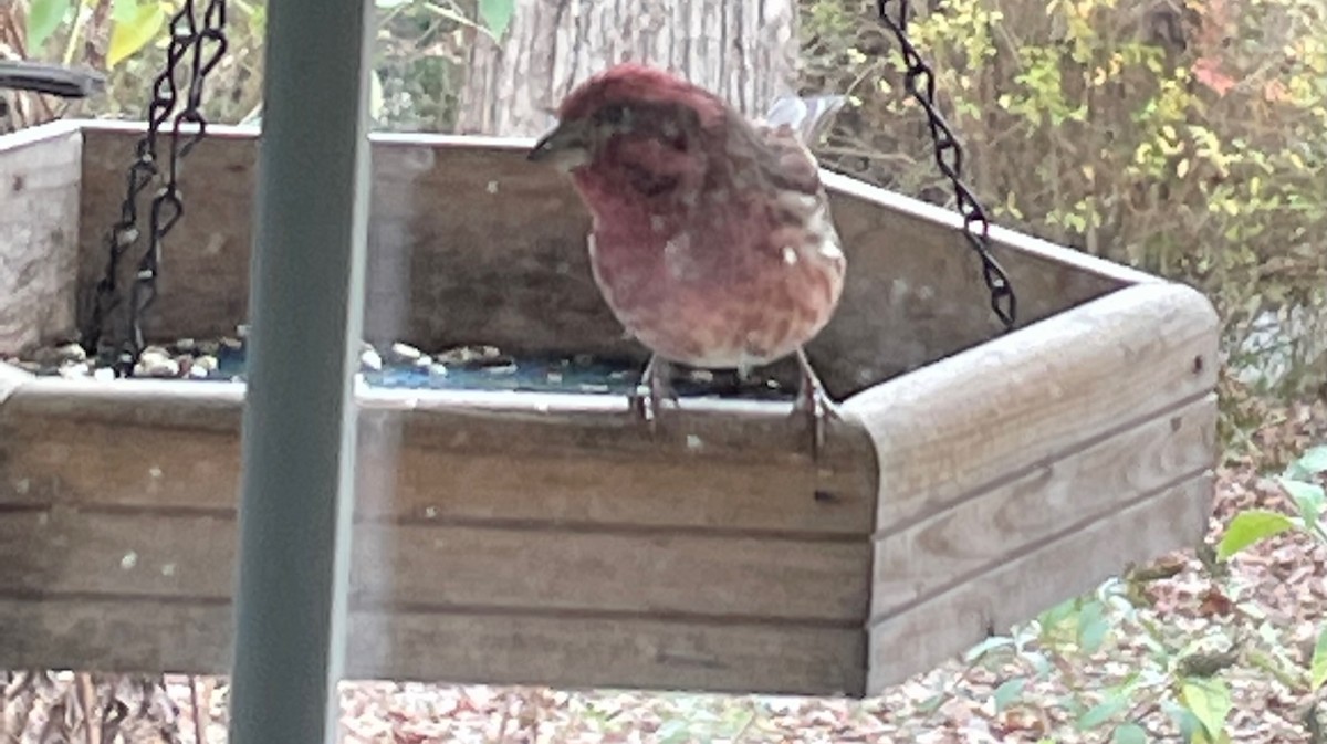 Purple Finch - ML503318861