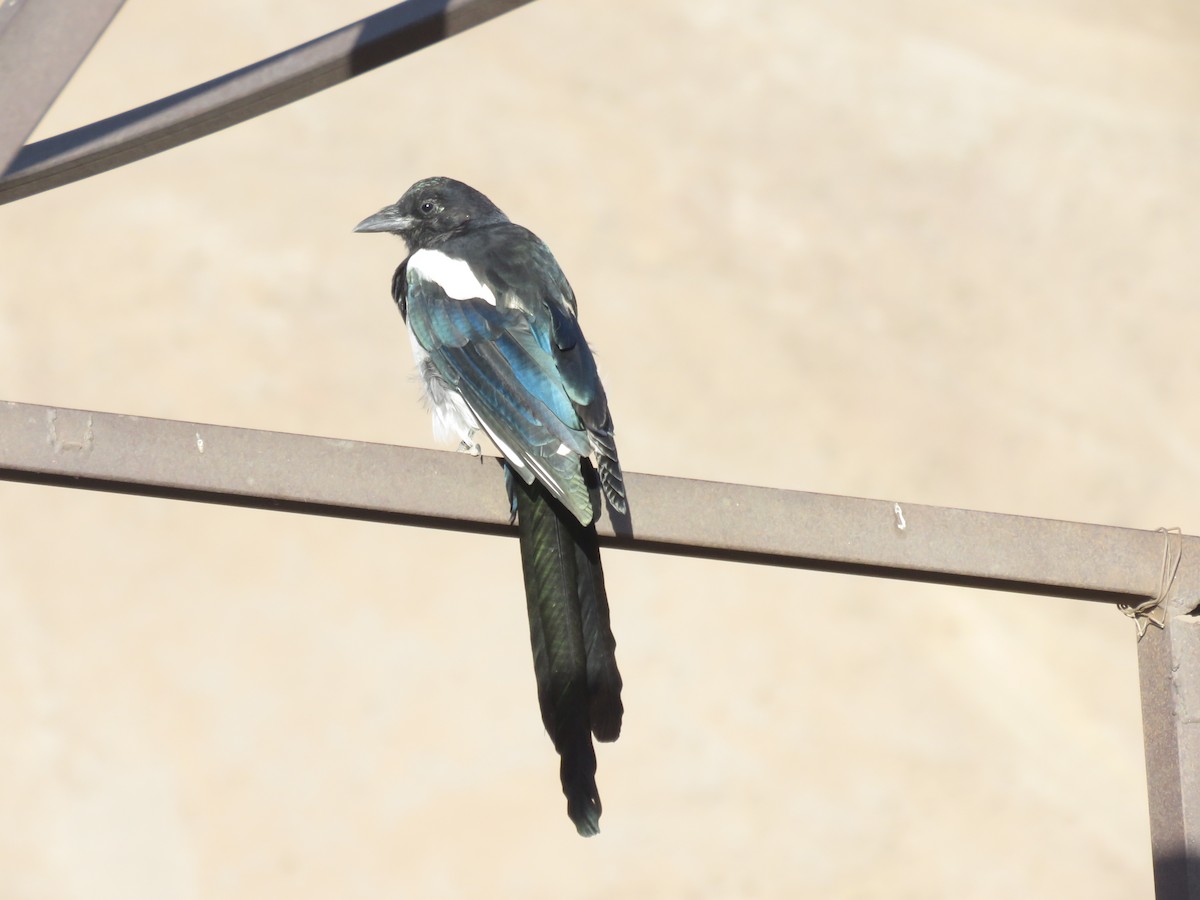 Eurasian Magpie - ML503318901