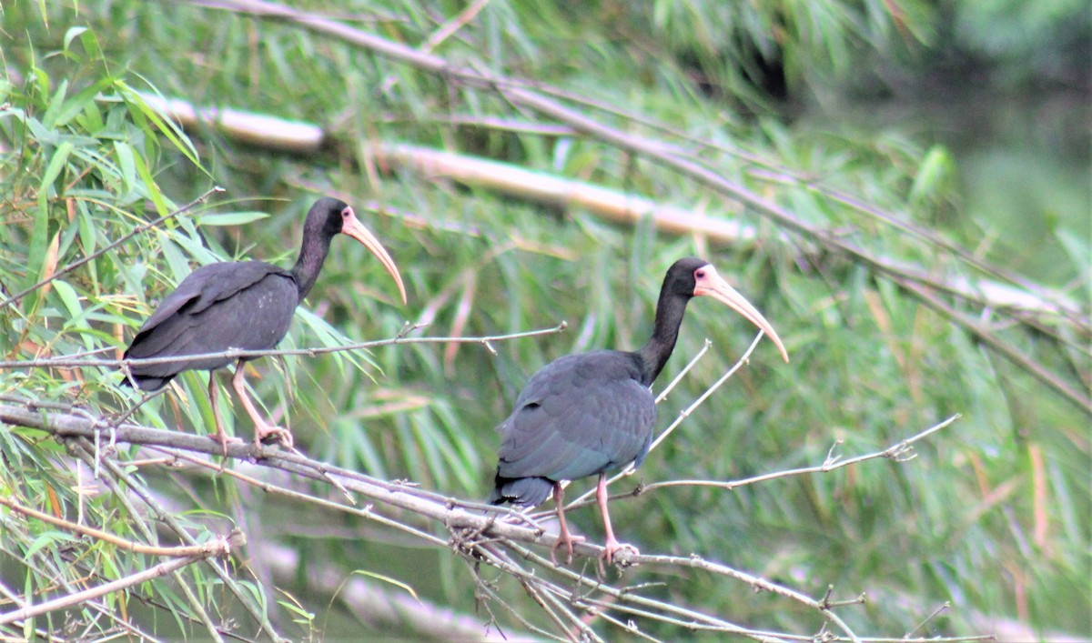 ibis tmavý - ML503318911