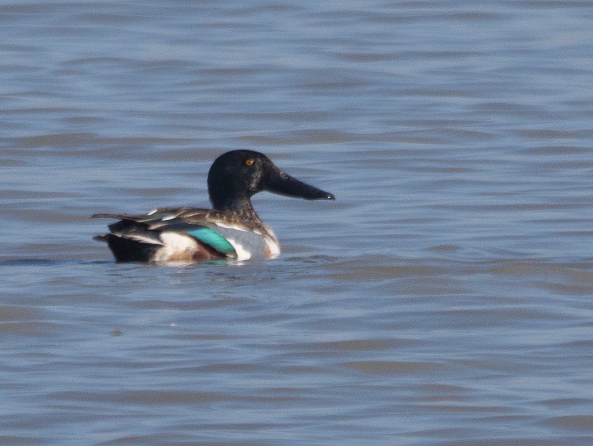 Northern Shoveler - Adam Nagy