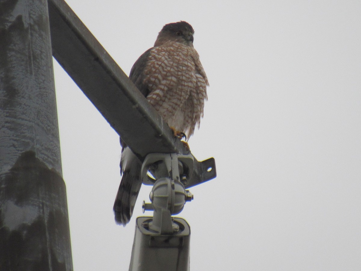 Cooper's Hawk - ML503320931